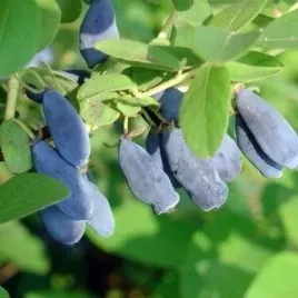 jagoda-kamczacka-jolanta-slodkie-i-zdrowe-owoce-krzew-owocowy-sadzonka-p9