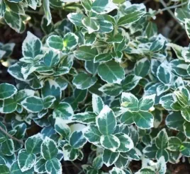 trzmielina-emerald-gaiety-gesty-dywan-caloroczny-zielono-biala-sadzonka-p9