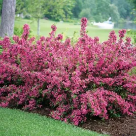 krzewuszka-bouquet-rose-rozowy-bukiet-kwiatow-w-twoim-ogrodzie-sadzonka-p9