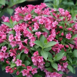 krzewuszka-bouquet-rose-rozowy-bukiet-kwiatow-w-twoim-ogrodzie-sadzonka-p9
