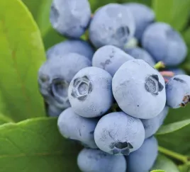borowka-amerykanska-chandler-najwieksze-slodkie-owoce-xxl-sadzonka-p9