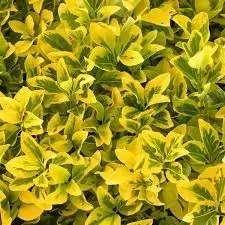 trzmielina-emerald-gold-zlocista-zimozielona-okrywowa-sadzonka-p9