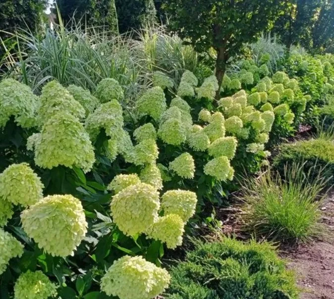 hortensja-bukietowa-limelight-niezawodne-kwitnienie-sadzonka-p9