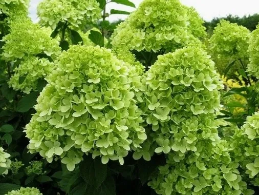 hortensja-bukietowa-limelight-niezawodne-kwitnienie-sadzonka-p9