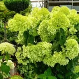 hortensja-limelight-p9-roslina-w-postaci-sadzonka-w-pojemniku-05-1l-numer-paszportu-sekcja-c-c1