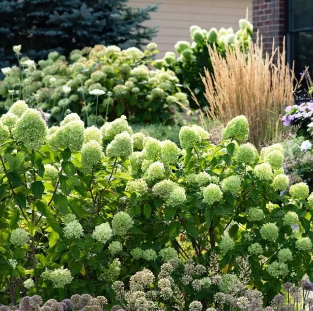 hortensja-limelight-p9-kod-producenta-hortensja-limelight-roslina-w-postaci-sadzonka-w-pojemniku-05-1l