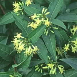 zadrzewnia-butterfly-wytrzymaly-krzew-na-trudne-miejsca-sadzonka-p9