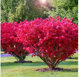 trzmielina-oskrzydlona-plonacy-krzew-jesienna-czerwien-sadzonka-p9