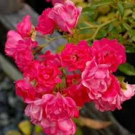 roza-okrywowa-lovely-fairy-kwitnie-az-do-mrozow-obfita-sadzonka-p9