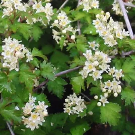 tawulec-crispa-oryginalne-liscie-zadarniajacy-krzew-bialy-kwiat-sadzonka-p9