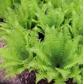 pioropusznik-strusi-okazala-paproc-do-cienia-mrozoodporna-sadzonka-p9