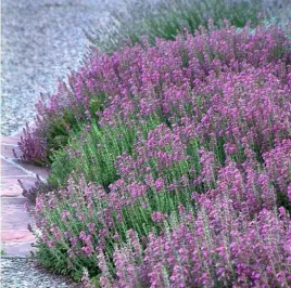 ozanka-wlasciwa-rozowa-niska-bylina-zimozielona-sadzonka-p9