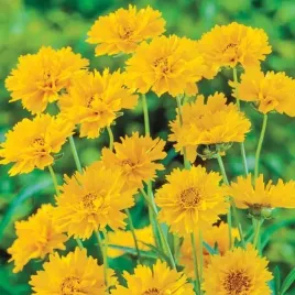 nachylek-early-sunrise-duze-zolto-pomaranczowe-kwiaty-sadzonka-p9