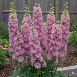 ostrozka-astolat-wyjatkowe-rozowe-kwiaty-miododajna-i-okazala-sadzonka-p9