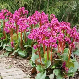 bergenia-sercolistna-rozowe-kwiaty-do-cienia-i-slonca-sadzonka-p9