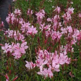 gaura-siskiyou-pink-rozowe-kwiaty-preriowe-do-ogrodu-sadzonka-p9