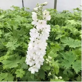 ostrozka-magic-fountains-white-eleganckie-kwiaty-do-wazonu-sadzonka-p9