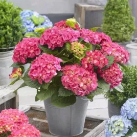 hortensja-ogrodowa-deutschland-ogromne-kule-kwiatow-sadzonka-p9