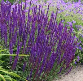 szalwia-caradonna-fioletowe-kwiaty-czarne-pedy-sadzonka-p9