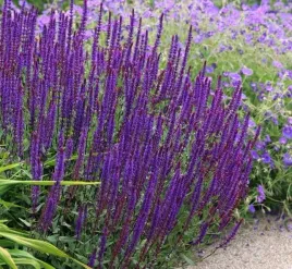 szalwia-omszona-fioletowa-bylina-miododajna-gesta-sadzonka-p9