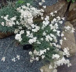 krwawnik-baldaszkowaty-srebrzysty-dwan-do-ogrodu-sadzonka-p9