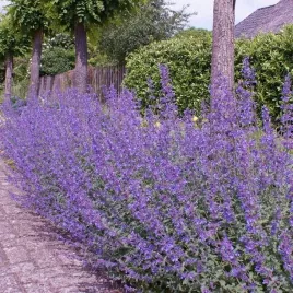 kocimietka-walkers-low-dlugo-kwitnaca-bylina-miododajna-sadzonka-p9