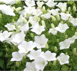 dzwonek-karpacki-alba-biale-kwiaty-niska-bylina-na-skalniak-sadzonka-p9