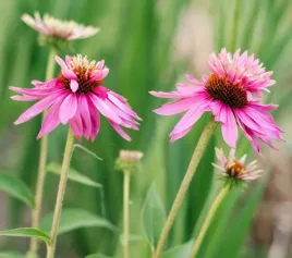 jezowka-double-decker-oryginalne-rozowe-kwiaty-z-pioropuszem-sadzonka-p9