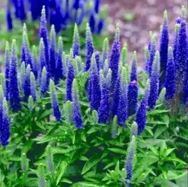 przetacznik-ulster-dwarf-blue-kompaktowa-bylina-gesta-sadzonka-p9