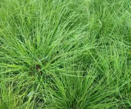 kostrzewa-miotlasta-geste-zielone-poduszki-idealne-na-skalniak-sadzonka-p9