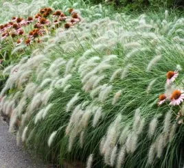 rozplenica-hameln-najpiekniejsza-trawa-z-puszystymi-klosami-sadzonka-p9