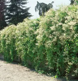 rdestowka-auberta-najszybsze-pnacze-6m-w-rok-biale-kwiaty-sadzonka-p9