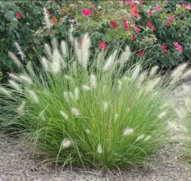 rozplenica-little-bunny-krolicze-ogonki-mala-kepa-pieknej-trawy-sadzonka-p9