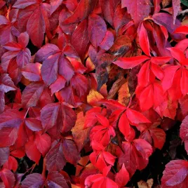 winobluszcz-pieciolistkowy-murorum-pnacze-samoczepne-czerwony-sadzonka-p9