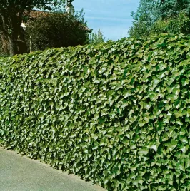 bluszcz-hedera-hibernica-zimozielony-szybki-wzrost-na-ogrodzenie-sadzonkap9