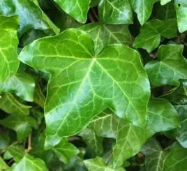 bluszcz-pospolity-hedera-helix-zimozielony-na-mur-i-plot-gesty-sadzonka-p9