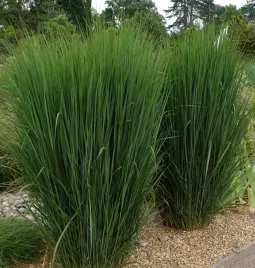 proso-northwind-sztywna-trawa-ozdobna-pionowy-pokroj-sadzonka-p9