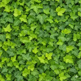 bluszcz-pospolity-hedera-helix-zimozielone-pnacze-do-cienia-sadzonka-p9