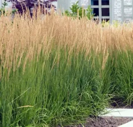 trzcinnik-karl-foerster-pionowa-trawa-zwarte-wiechy-nowoczesna-sadzonka-p9