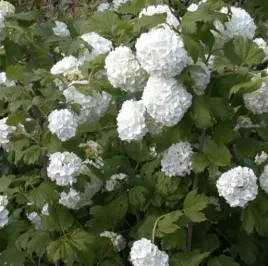 kalina-roseum-sniezne-kule-efektowne-kwiaty-sadzonka-p9