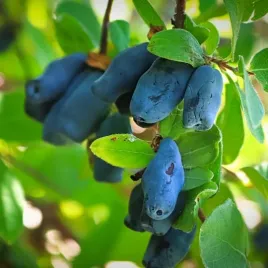 jagoda-kamczacka-jolanta-obfite-owocowanie-latwa-w-uprawie-sadzonka-p9