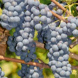 winorosl-leon-millot-ciemne-slodkie-owoce-na-wino-sadzonka-p9