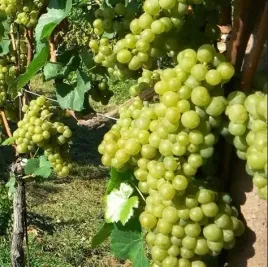 winorosl-solaris-slodka-na-biale-wino-i-deser-sadzonka-p9