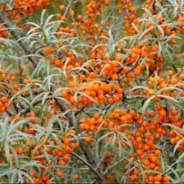 rokitnik-nivelena-odmiana-zenska-malo-ciernista-duze-jagody-sadzonka-p9