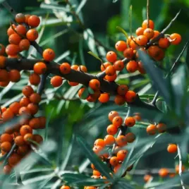 rokitnik-samopylny-pomaranczowe-owoce-zdrowe-jagody-sadzonka-p9