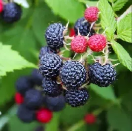 malina-czarna-black-jewel-slodsza-niz-tradycyjne-antyoksydanty-sadzonka-p9