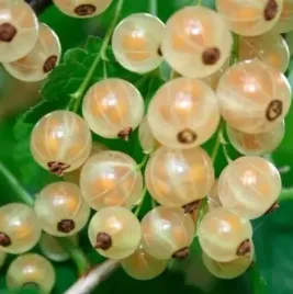 porzeczka-biala-blanca-najslodsza-gigantyczne-grona-odporna-sadzonka-p9