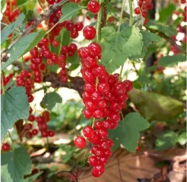 porzeczka-czerwona-rosetta-bardzo-plenna-slodka-wytrzymala-sadzonka-p9