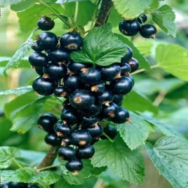 porzeczka-czarna-titania-duze-slodkie-owoce-plenna-i-odporna-sadzonka-p9