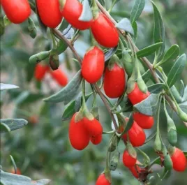 jagoda-goji-new-big-najzdrowsze-jagody-swiata-odporna-sadzonka-p9